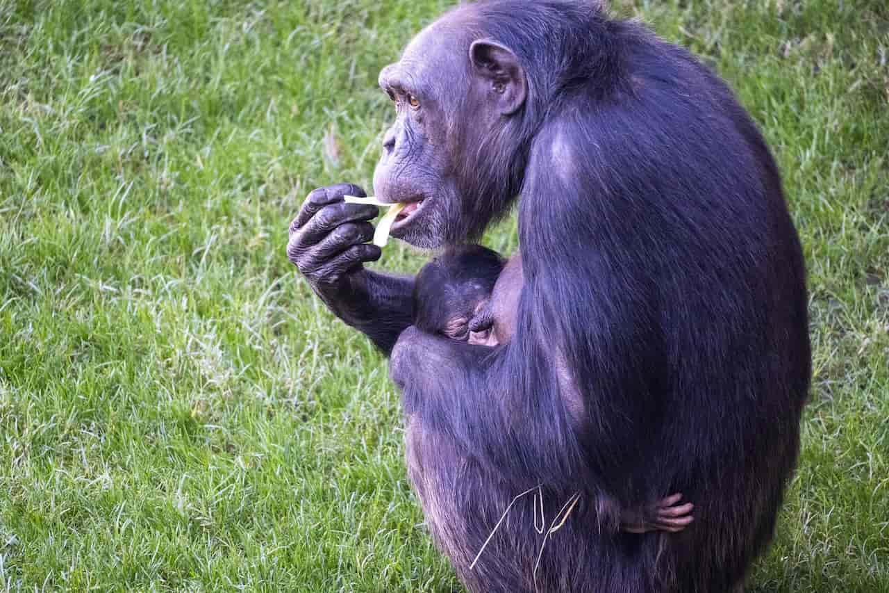 Una de las chimpancés nacidas en Bioparc València / Foto: Bioparc