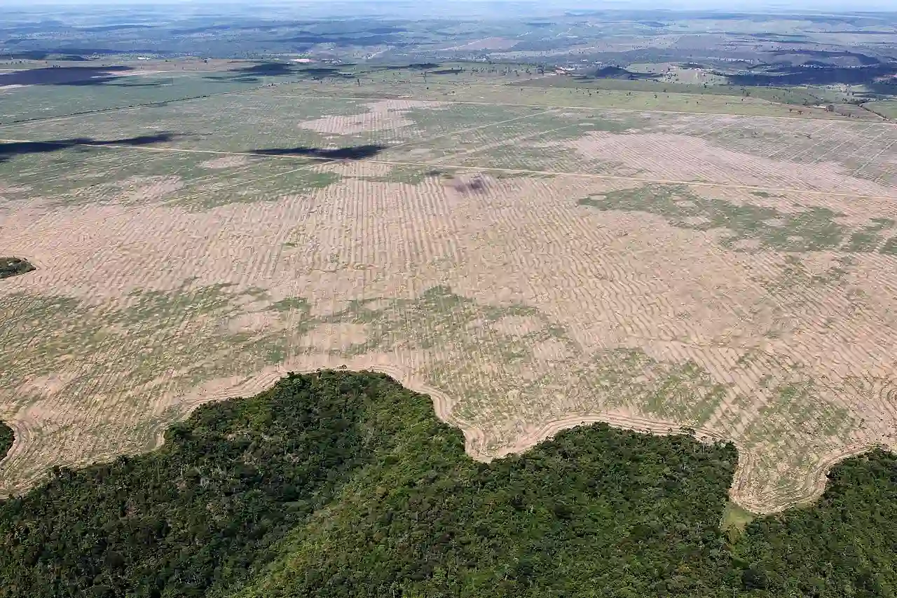 La deforestación en la Amazonia es uno de los grandes problemas ecológicos en la actualidad / Foto: Wikimedia Commons