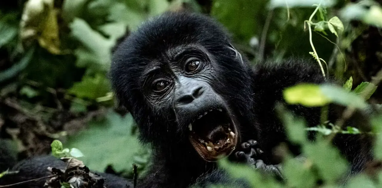 Un joven gorila de montaña jugando en el Parque Nacional de Bwindi, Uganda. También juegan con muñecas / Foto: Miquel Llorente