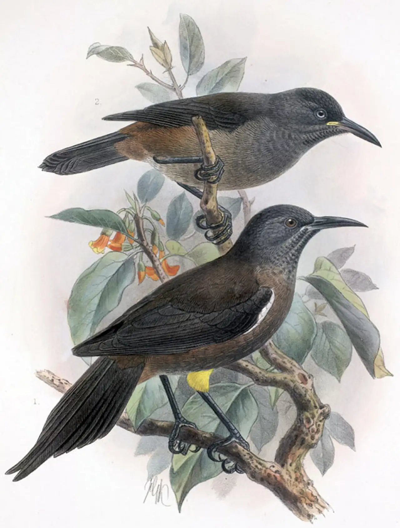 'Moho braccatus', el pájaro cantor Kaua'i'o'o, declarado extinto en 2023 / Imagen: Wikimedia Commons