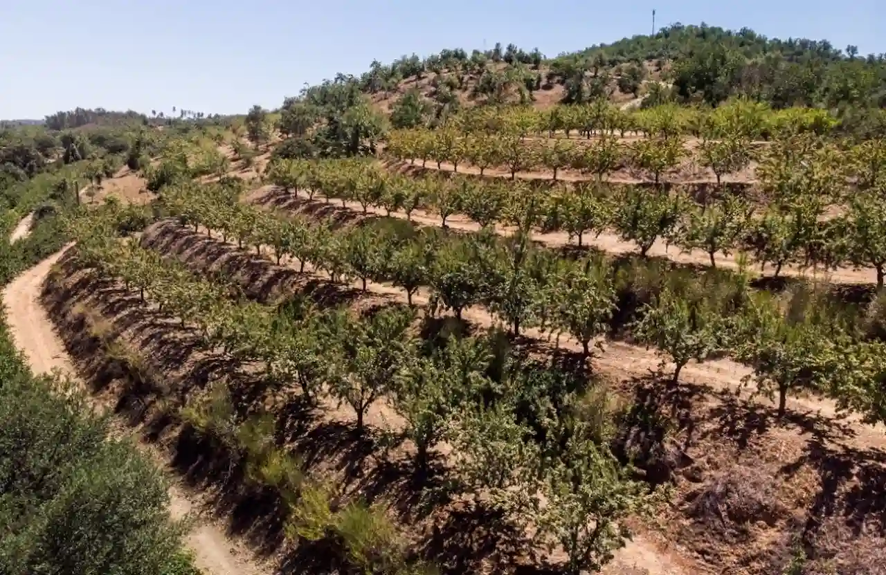 Las grandes empresas asfixian a los pequeños agricultores. 'Tractor grande se come al pequeño' / Foto: Greenpeace