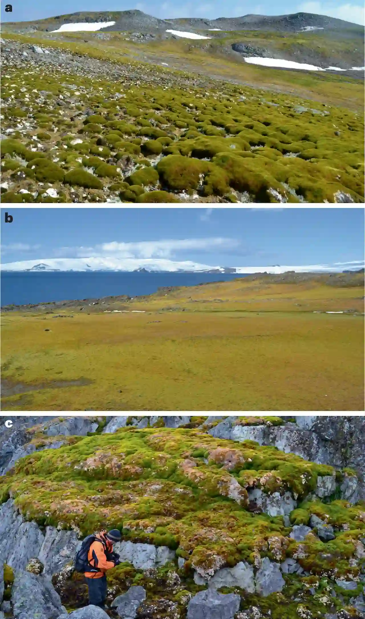 El reverdecimiento de la Península Antártica por cambio climático antropogénico es ahora evidente / Foto: 'Nature Geoscience'