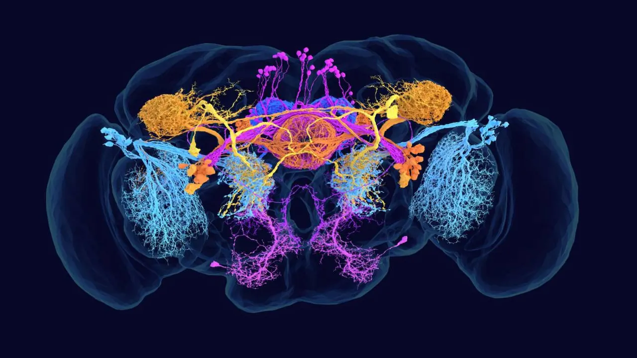 Conectoma de la mosca de la fruta, con células codificadas por colores según su mensajero químico: azul (GABA), amarillo (acetilcolina), rosa (glutamato) / Imagen: Amy Sterling y Julia Kuhl para FlyWire