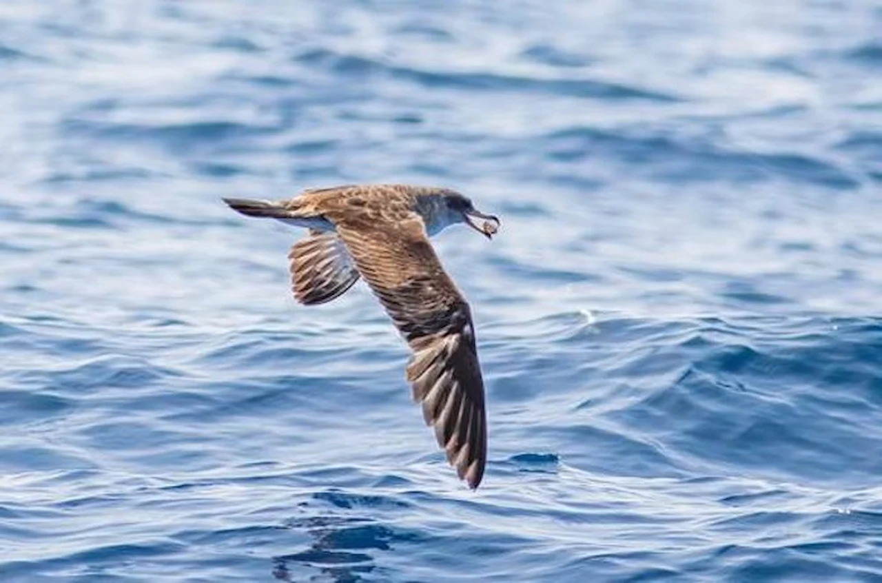 Reducción de contaminantes 'químicos eternos' en aves marinas del Mediterráneo. Pardela cenicienta (Calonectris diomedea) / Foto: EP