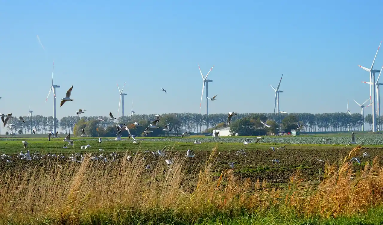 El impacto sobre la biodiversidad de las instalaciones industriales de renovables / Foto: PB