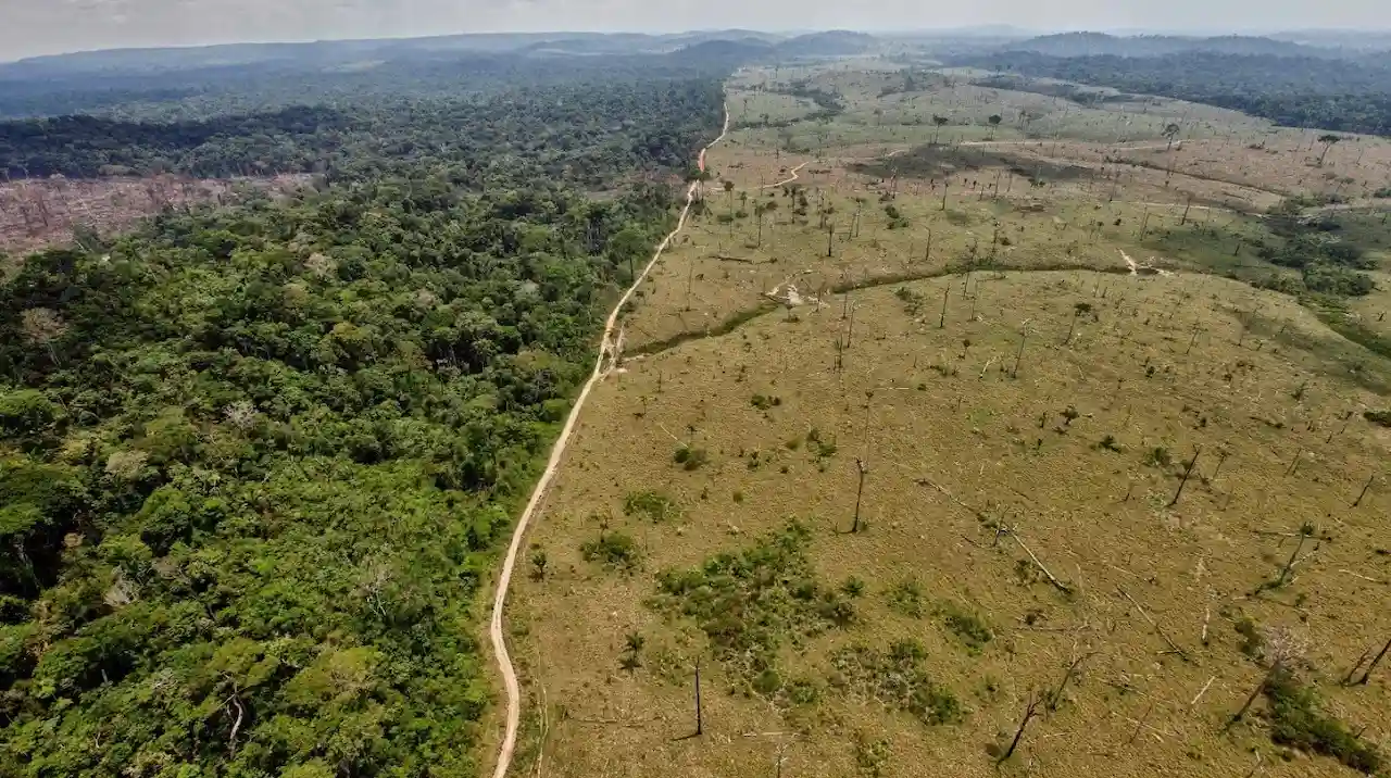 La deforestación y los incendios del Amazonas, la Eurocámara pide que la UE asuma responsabilidades / Foto: EP