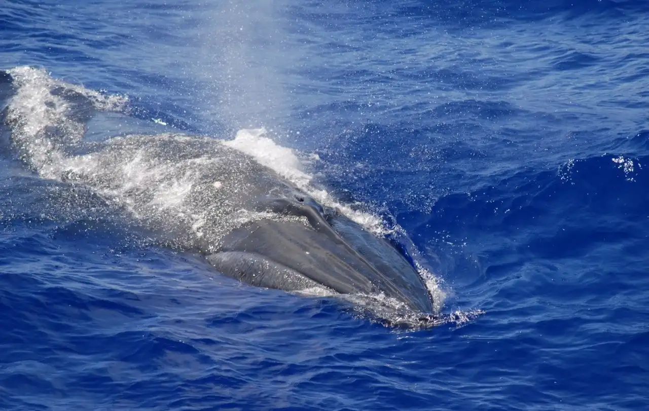 Las poblaciones de vertebrados están desapareciendo / Foto: NOAA