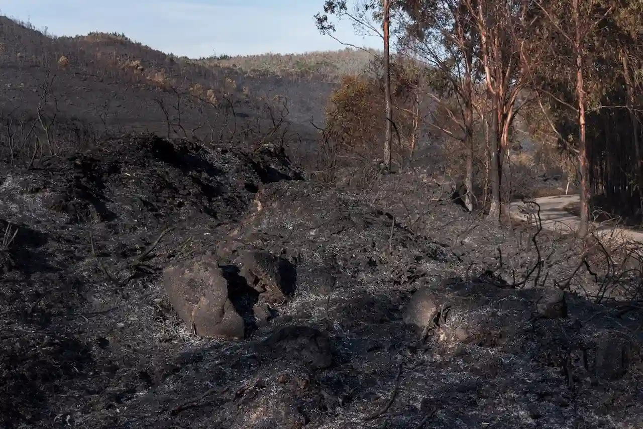 Greenpeace pide "no bajar la guardia" ante los datos incendios forestales de 2024 / Foto: Greenpeace