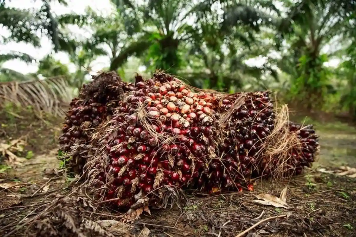 Retrasar un año el veto a las ventas de productos que causen deforestación / Foto: EP