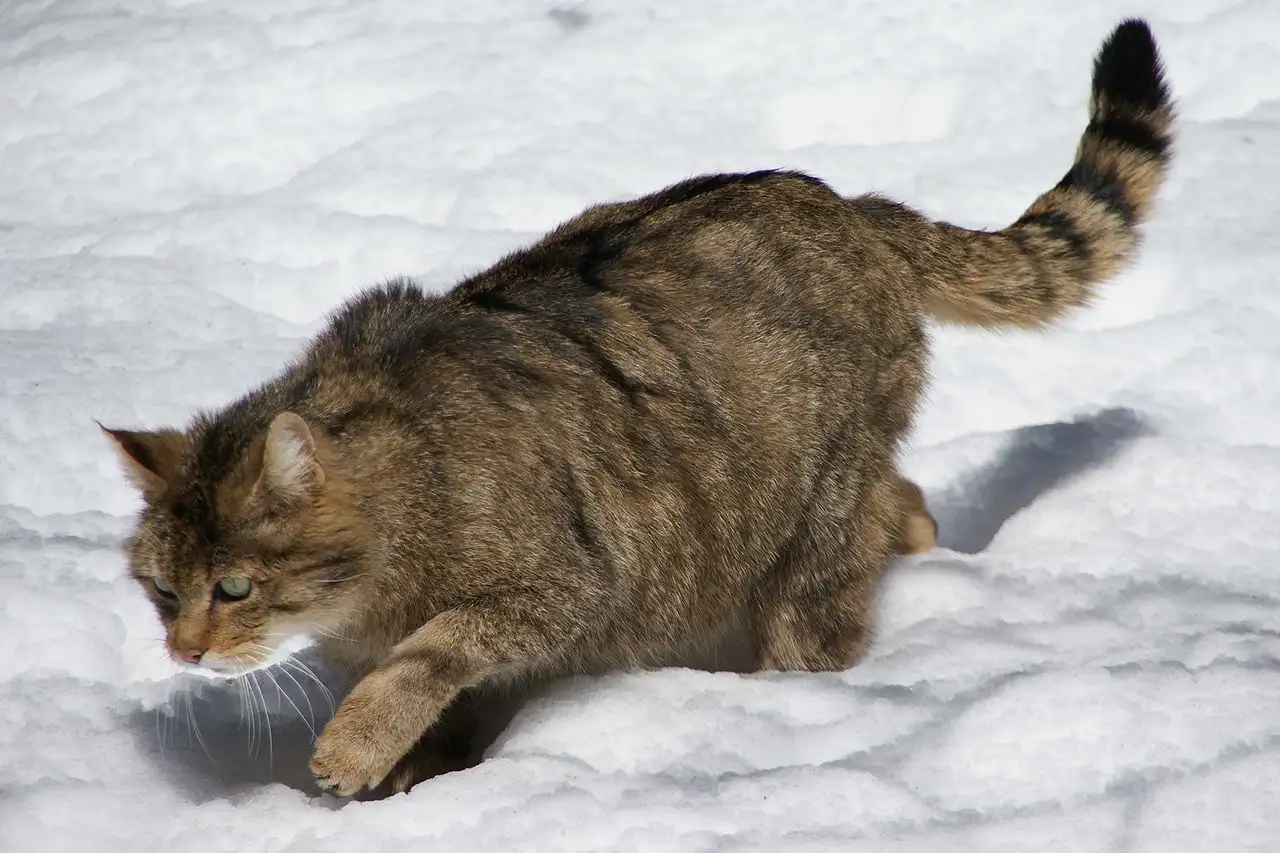 Alarmante declive del gato montés 'Felis silvestris silvestris' en Andalucía / Foto: Wikimedia Commons