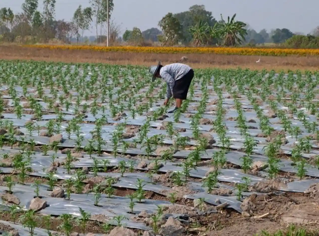 Plasticultura, acolchado de plástico para retener la humedad y la calor y evitar la maleza / Foto: EP