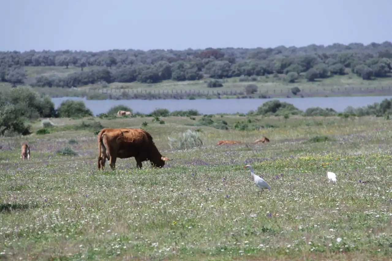 Reducen las penas a los condenados por expoliar Doñana. Paraje de Dehesa de Abajo, en Doñana / Foto: SEO/BirdLife