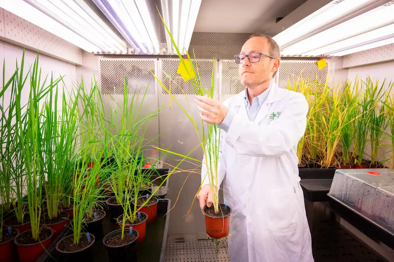 Luis Rubio, investigador del INIA-CSIC, en el Centro de Biotecnología y Genómica de Plantas / Foto: CSIC