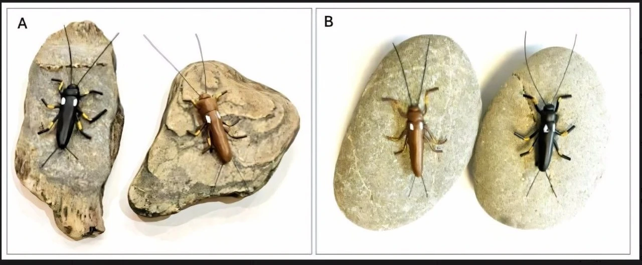 Cambios evolutivos en las poblaciones de la mosca de piedra de Nueva Zelanda / Foto: EP