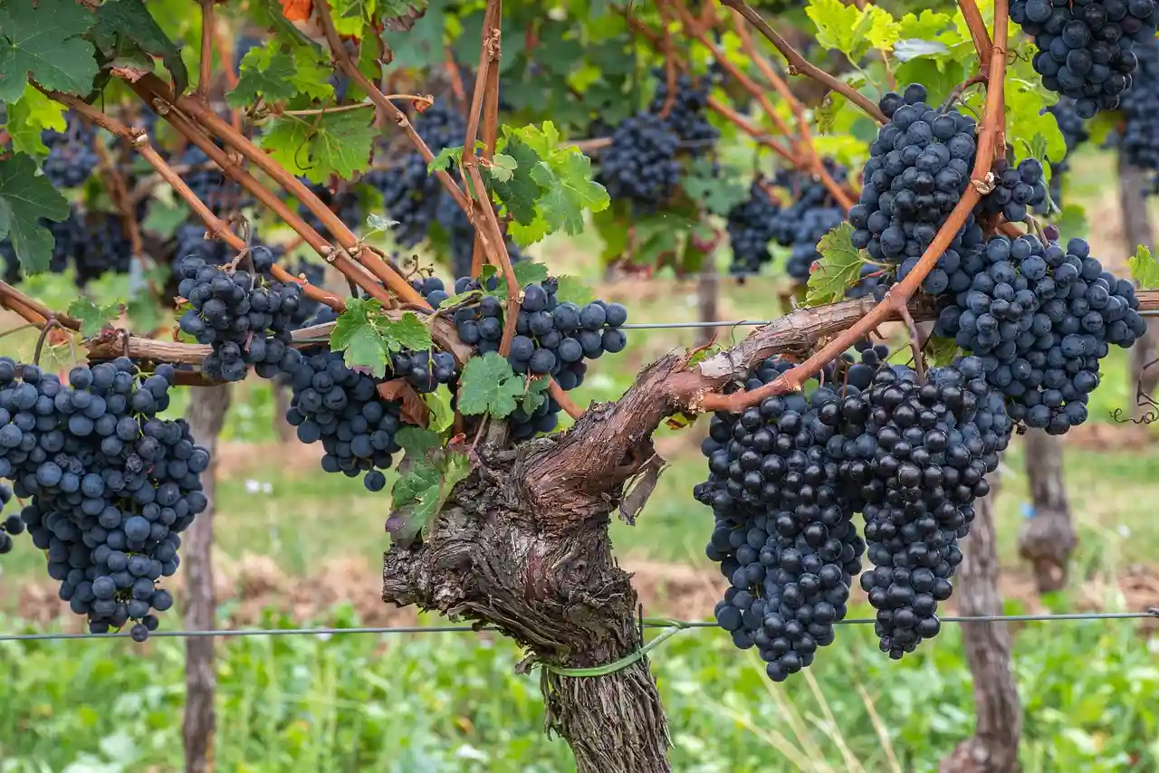 Vulnerabilidad del viñedo ante el cambio climático / Foto: PB