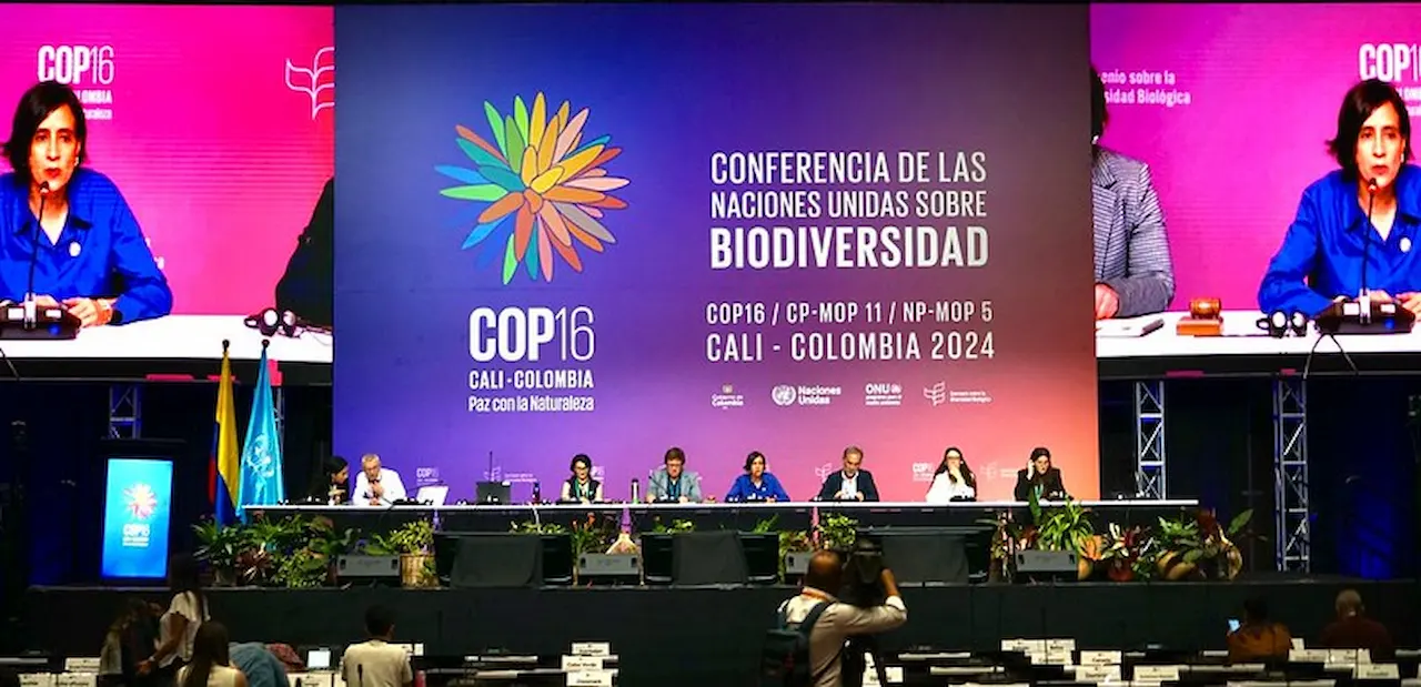 WWF y Greenpeace piden en la COP16 más recursos financieros para la biodiversidad / Foto: COP16 UN