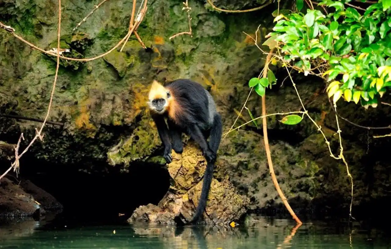 Langur de Cat Ba sobrevive bebiendo agua salada / Foto: Nguyen Van Truong