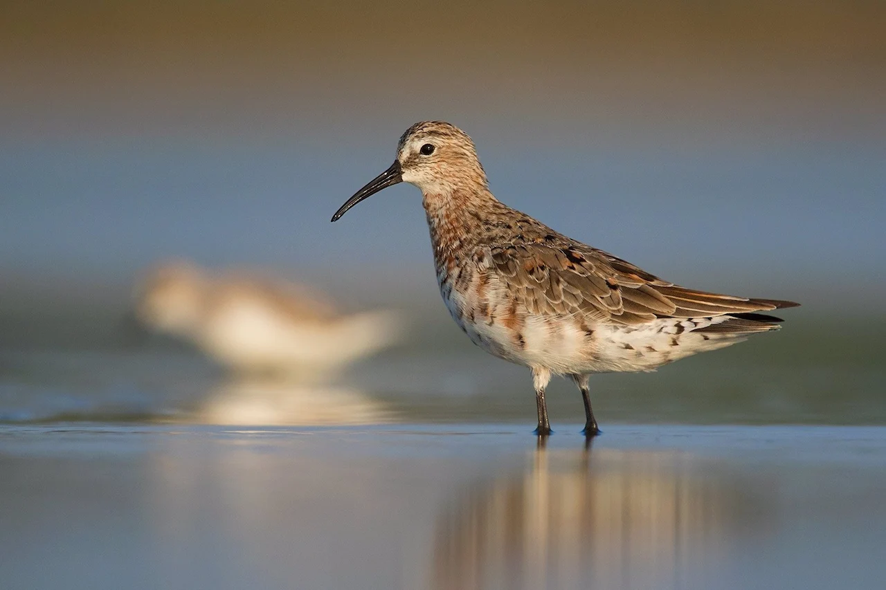 Declive "muy preocupante" de las poblaciones de aves limícolas migratorias / Foto: SEO/BirdLife