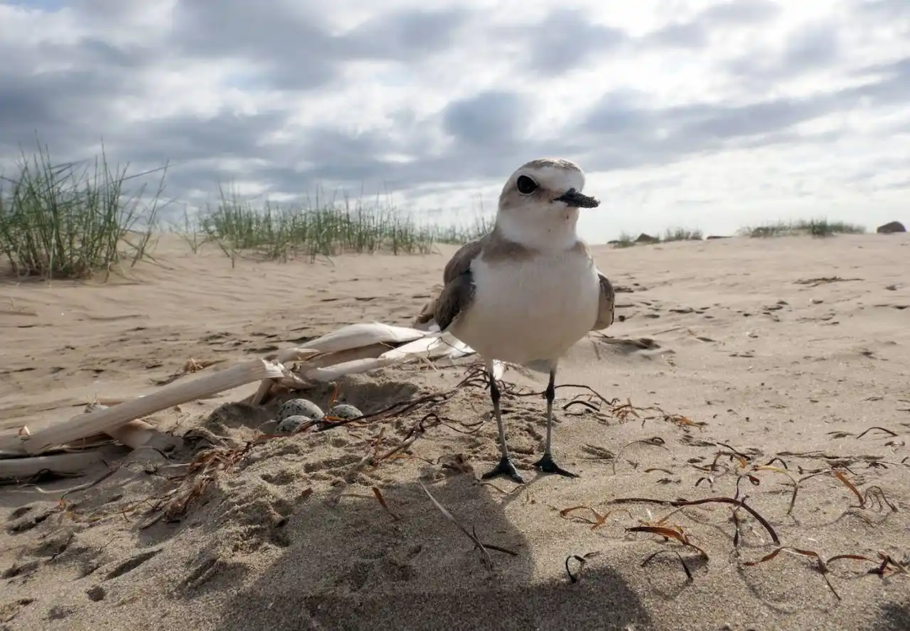 Conservación de la biodiversidad en la restauración de las playas. Hembra de chorlitejo patinegro ante su nido / Foto:  M.A. Gómez