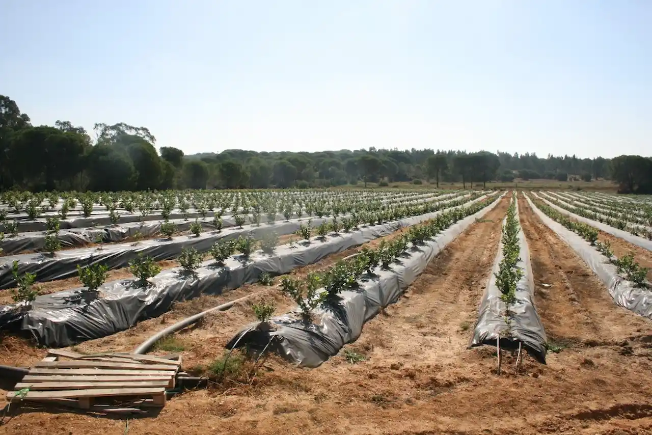 Agricultura ilegal en el entorno de Doñana. Más de 30.000 toneladas de frutos rojos de cultivos ilegales / Foto: WWF