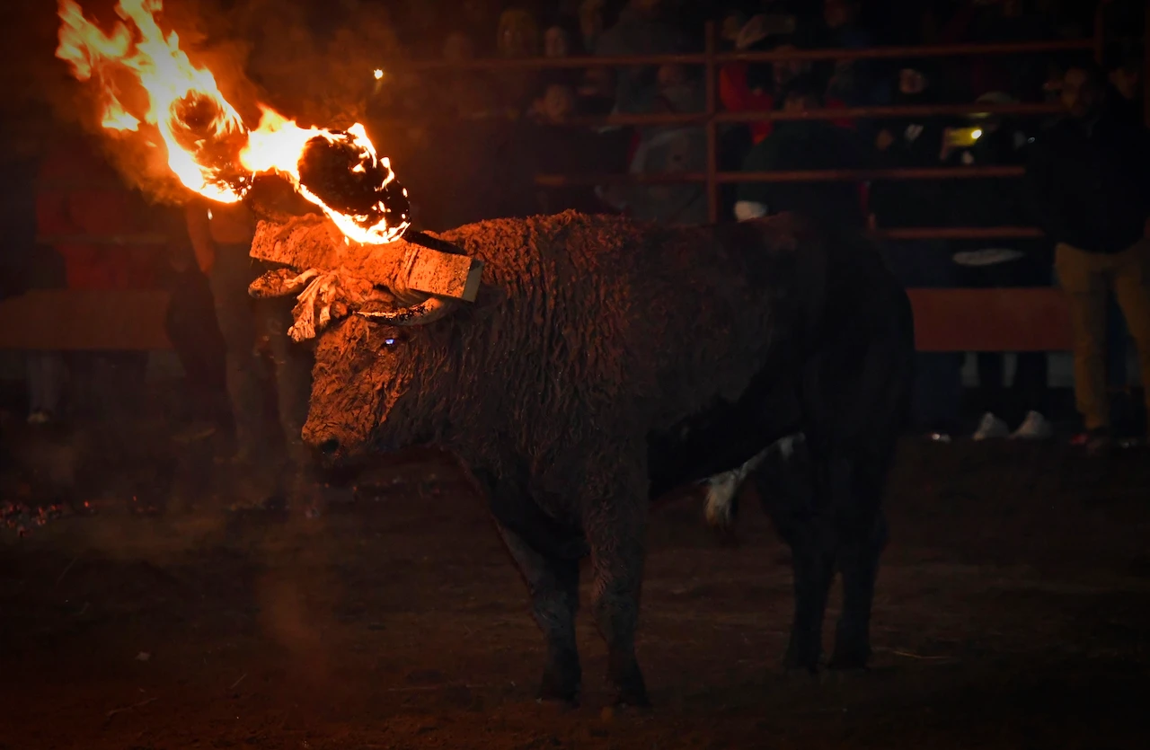 Suspendido cautelarmente el Toro de Júbilo de Medinaceli. Toro con las bolas encendidas / Foto: Wikimedia Commons