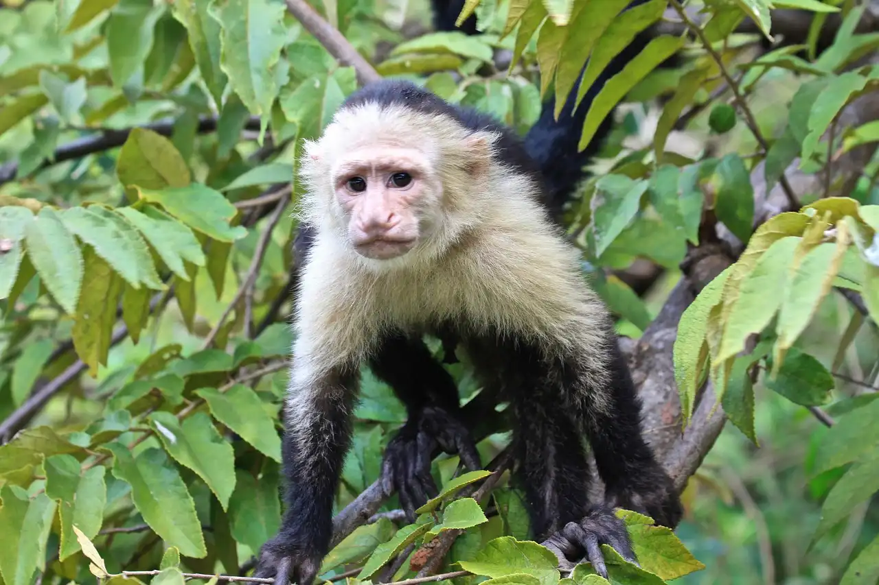 Las temperaturas afectan la fisiología de los animales salvajes. Mono capuchino cara blanca / Foto: PB