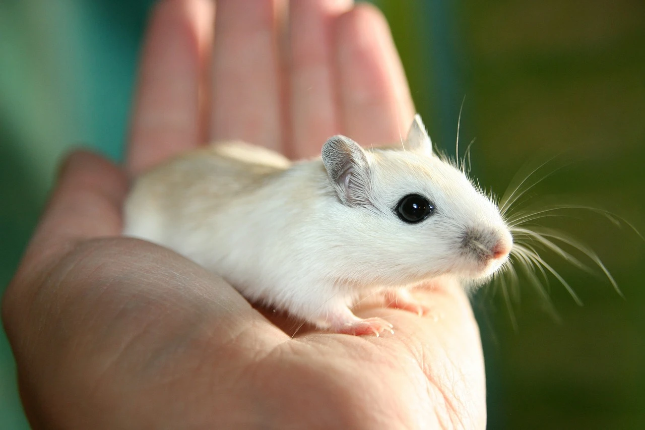 La investigación biomédica con animales / Foto: PB