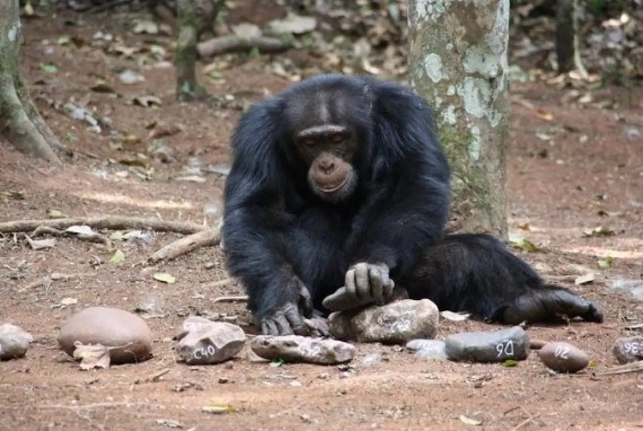 Un macho de chimpancé cascando nueces usando piedras. Chimpancés / Foto: EP