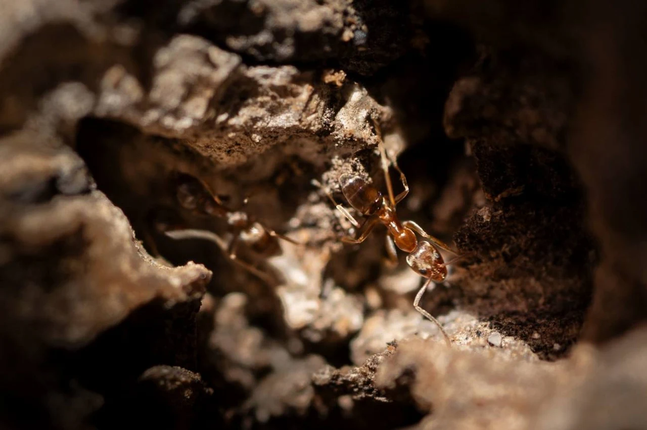 La hormiga argentina, su supercolonia se extiende de Doñana a Italia / Foto: Alejandro Muñoz