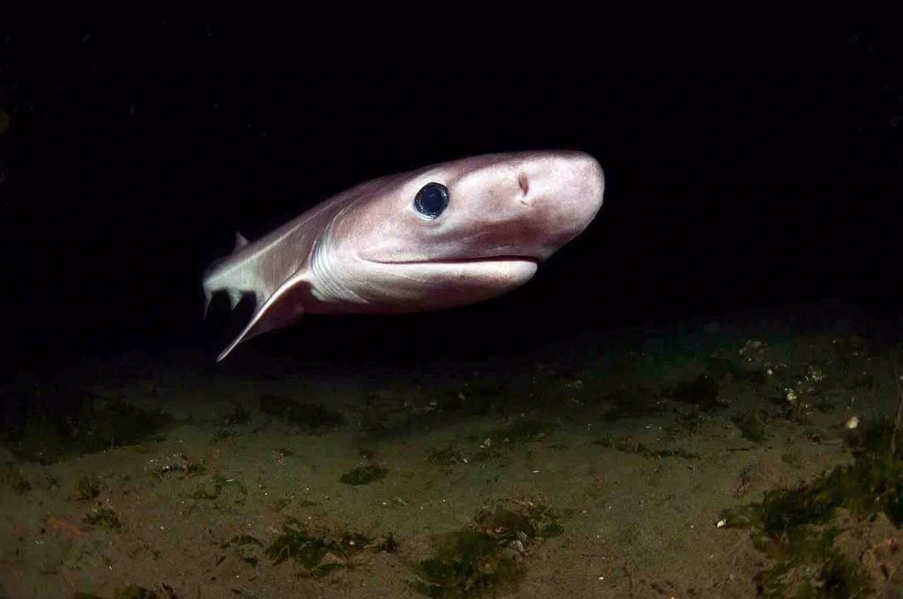 Reducida a la mitad las poblaciones de tiburones y rayas por la sobrepesca / Foto: Greg Amptman