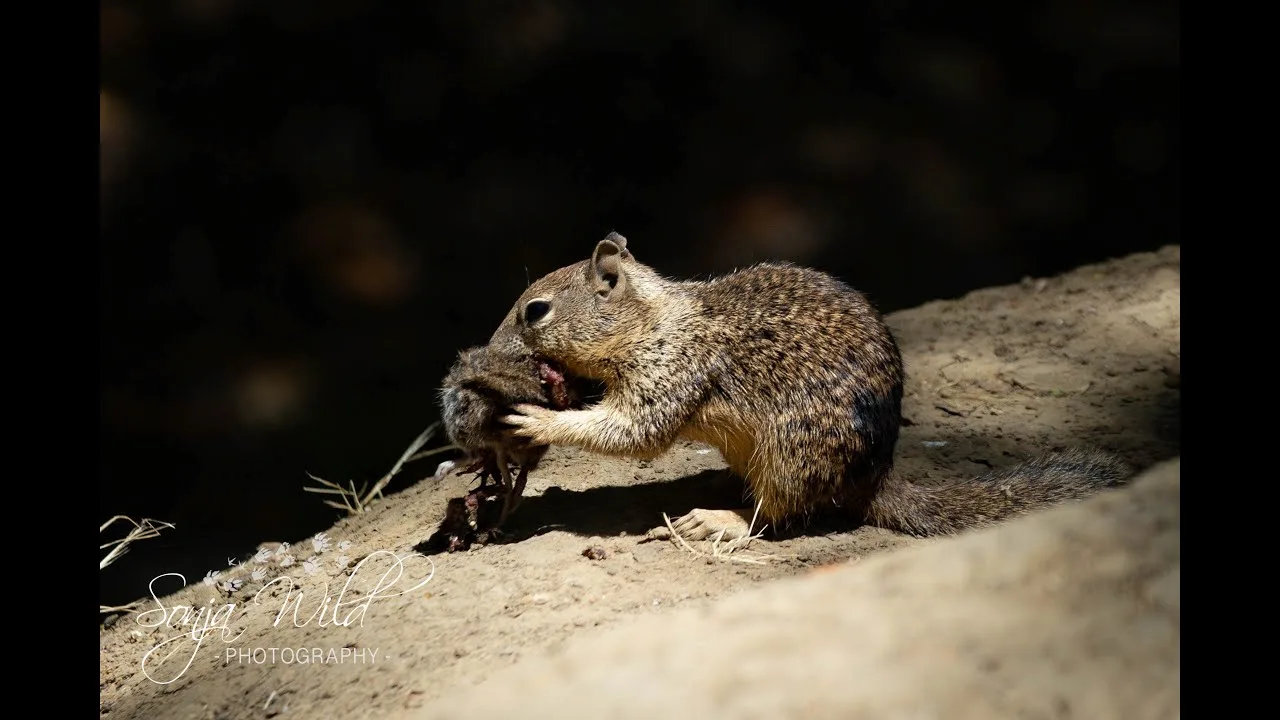 Primer registro de ardillas terrestres carnivoras, consumiendo la cabeza de un ratón recién cazado / Foto: Jennifer E. Smith