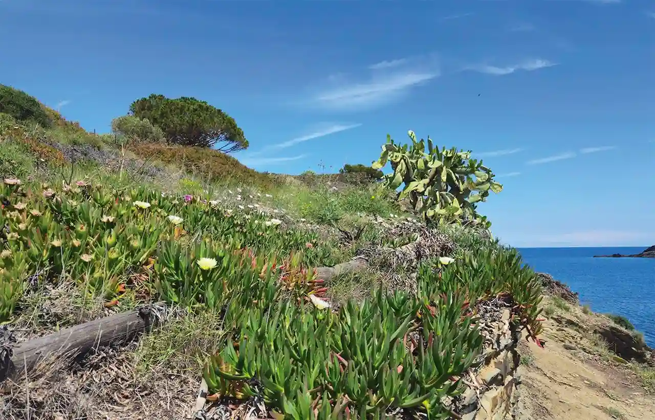 Código de Conducta contra las plantas invasoras en el Mediterráneo. Un jardín privado con 'Carpobrotus spp' y 'Opuntia ficus-indica', en Portlligat (Girona) / Foto: Arnau Bosch - CSIC