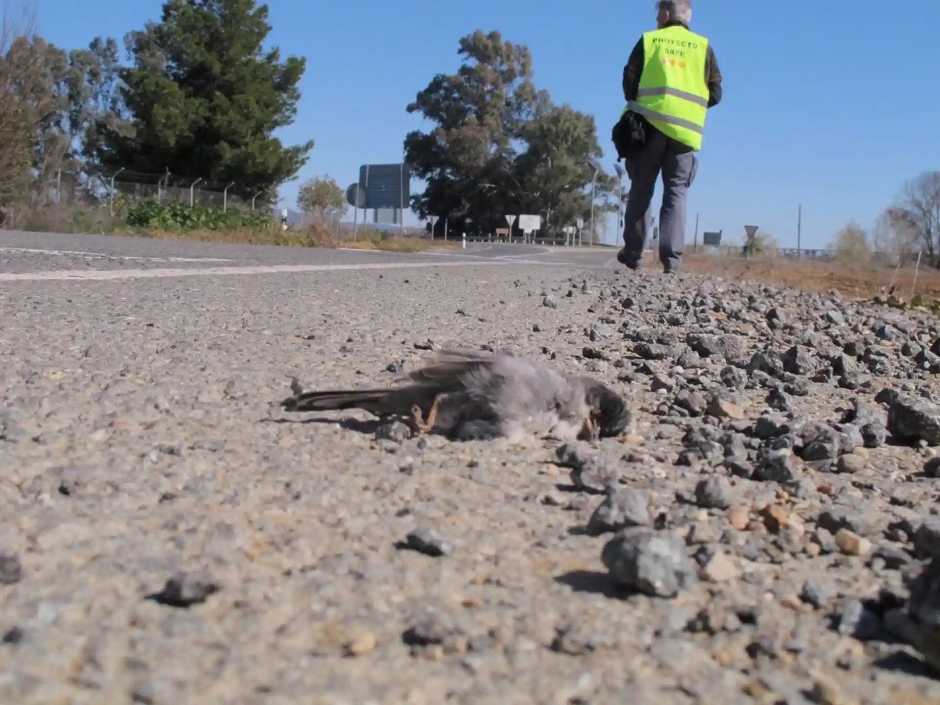 55 millones de vertebrados al año afectados por las infraestructuras de transporte / Foto:  MITECO