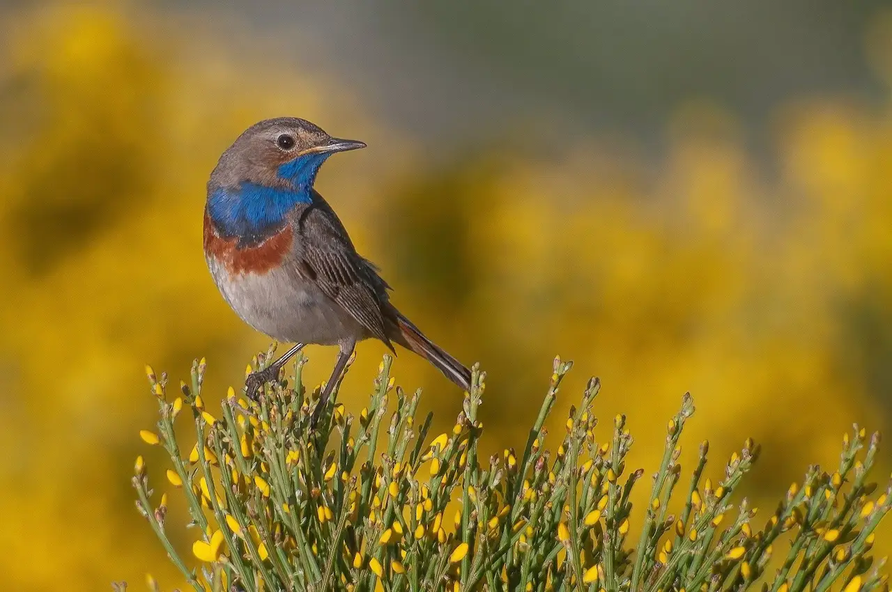 El ruiseñor pechiazul, una de las aves candidatas a Ave del Año 2025 / Foto: SEO/BirdLife