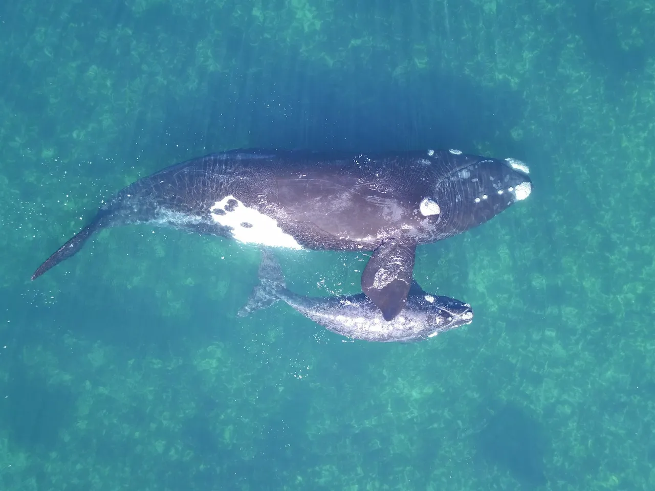 Las ballenas francas, entre los mamíferos más longevos / Foto: Fredrik Christiansen