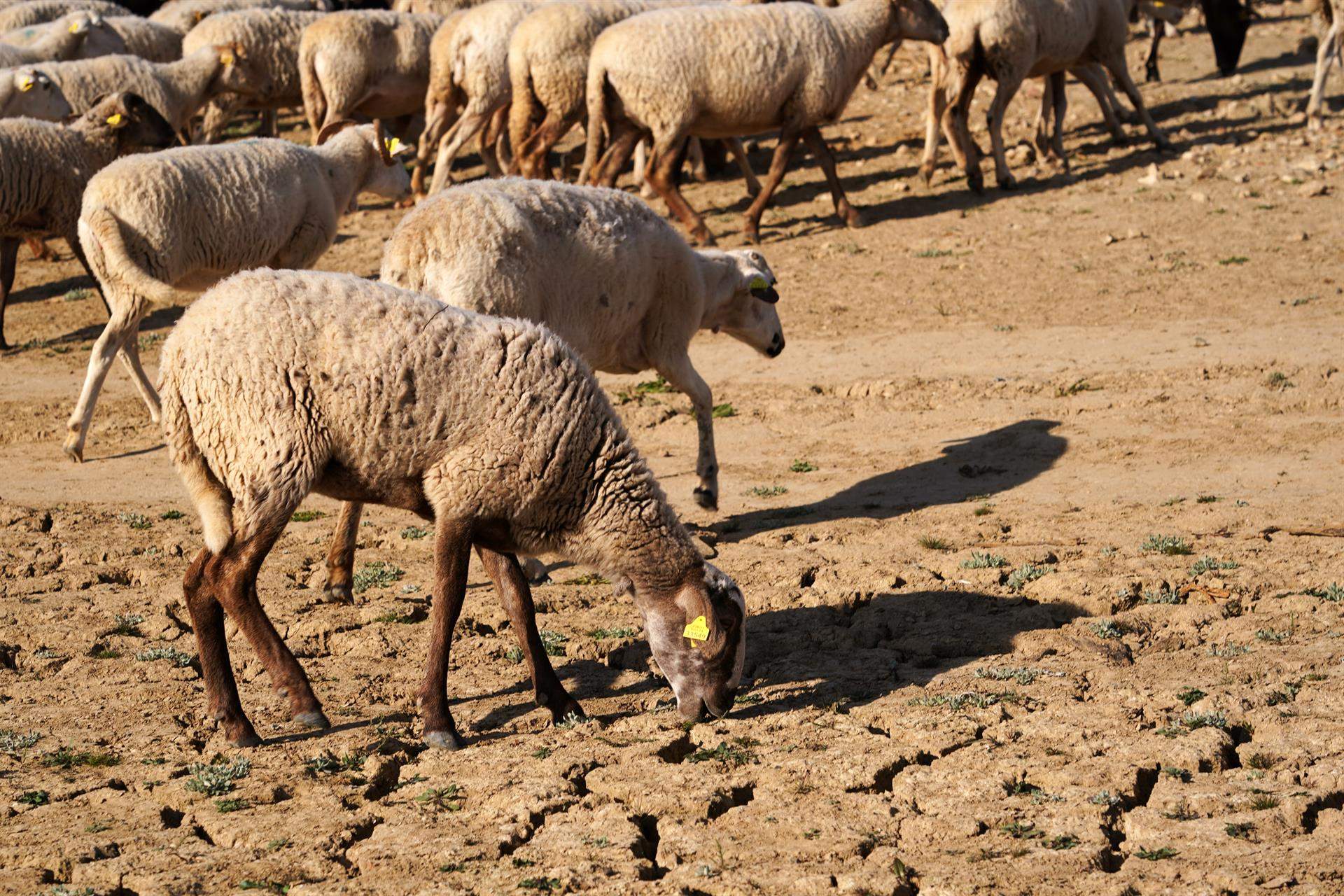 41 días más de "calor peligroso" en 2024 a causa del cambio climático. El embalse de Guadalteba  / Foto: Álex Zea-EP