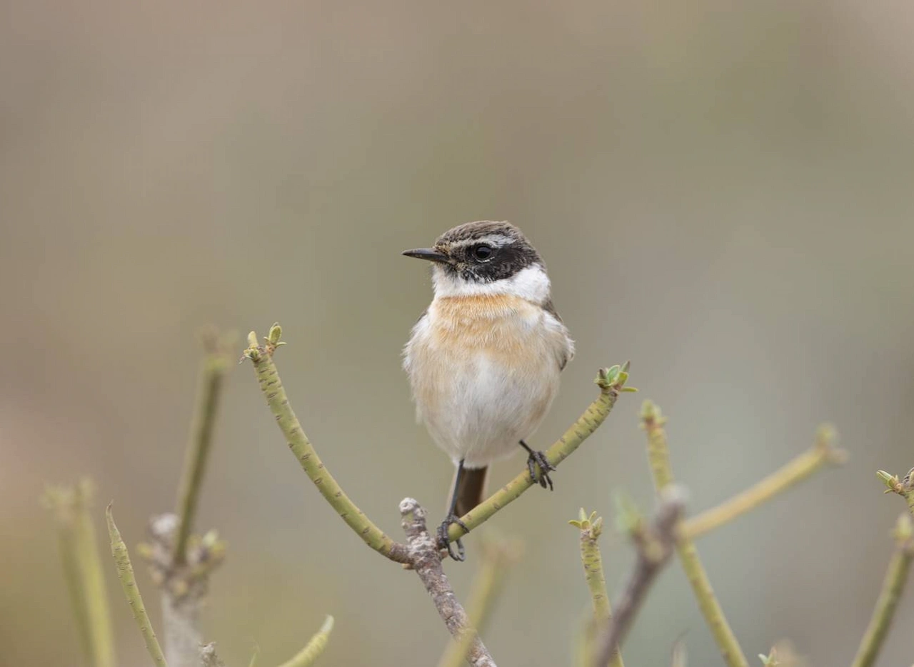 Tarabilla canaria (Saxicola dacotiae) ave única de las Islas Canarias / Foto:  Vicente Quilis