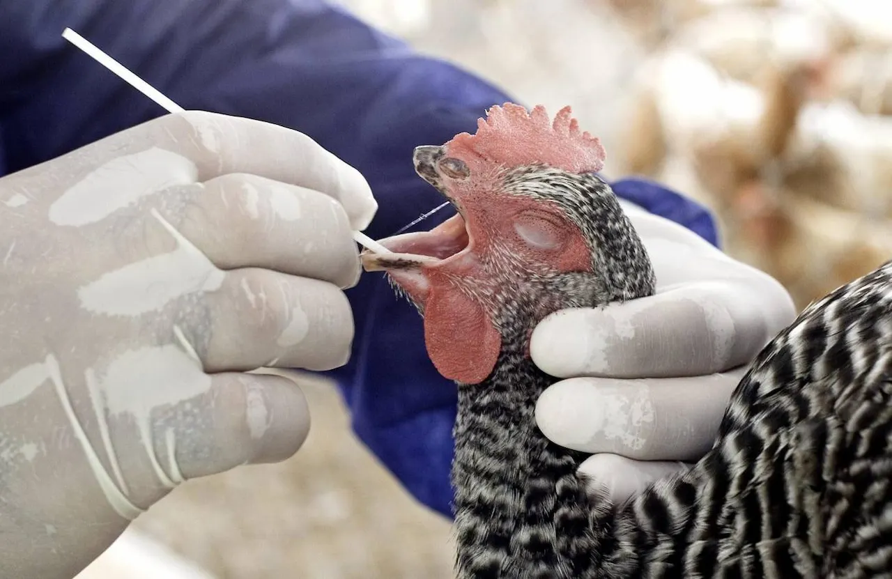 Primera muerte por gripe aviar en Estados Unidos. Inspección veterinaria de un ave de granja / Foto: SINC