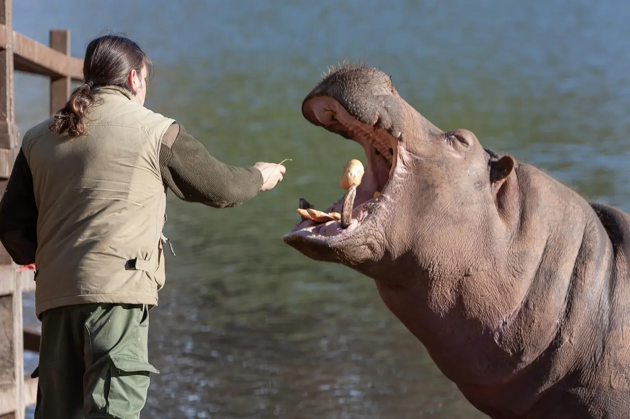 La Fundación Franz Weber pide prohibir el 'toca a toca' de animales en los zoos. Hipopótamo de Cabárceno / Foto: Gobierno de Cantabria