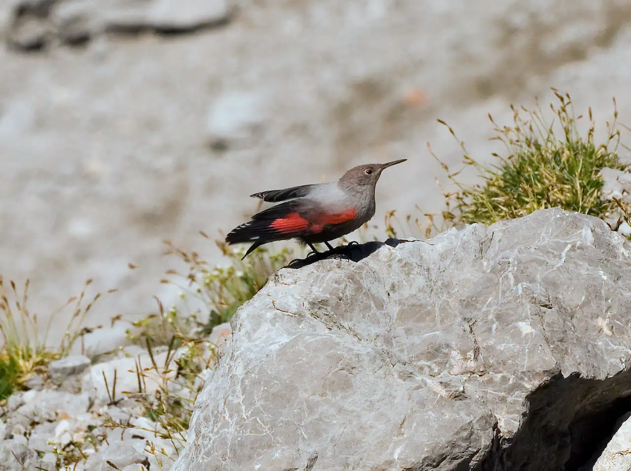 El treparriscos, 'Tichodroma muraria',  Ave del Año 2025 / Foto: Wikimedia Commons