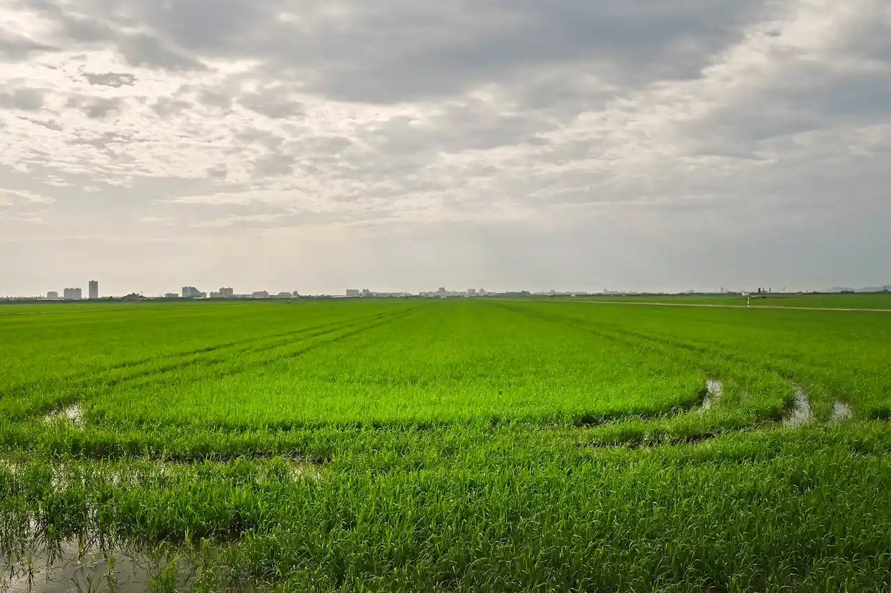 Arrozales que rodean L’Albufera, ubicados en las localidades de L’Horta Sud más cercanas al parque natural, en una foto reciente tomada antes de la dana del 29 de octubre / Foto: Alfons Rodríguez