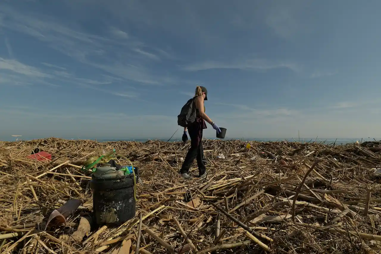 Una voluntaria recoge plásticos entre las cañas arrastradas por el agua hasta la playa de la Garrofera en El Saler. El desastre ecológico también es evidente en las playas del litoral de Valencia y las ciudades cercanas / Foto: Alfons Rodríguez