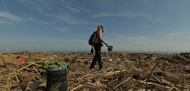 Una voluntaria recoge plásticos entre las cañas arrastradas por el agua hasta la playa de la Garrofera en El Saler. El desastre ecológico también es evidente en las playas del litoral de Valencia y las ciudades cercanas / Foto: Alfons Rodríguez