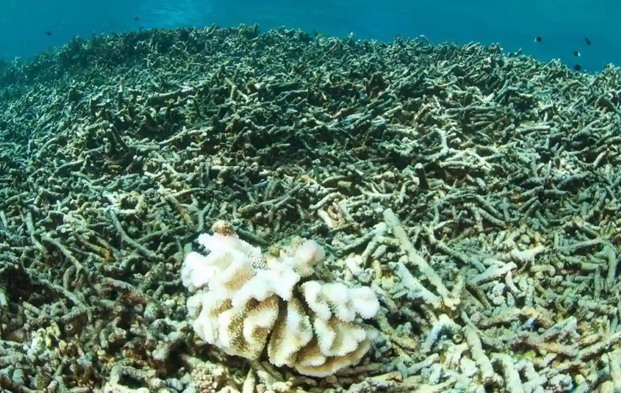 Blanqueamiento masivo de los arrecifes de coral provocado por el calentamiento de los océanos / Foto: Universidad de Auckland