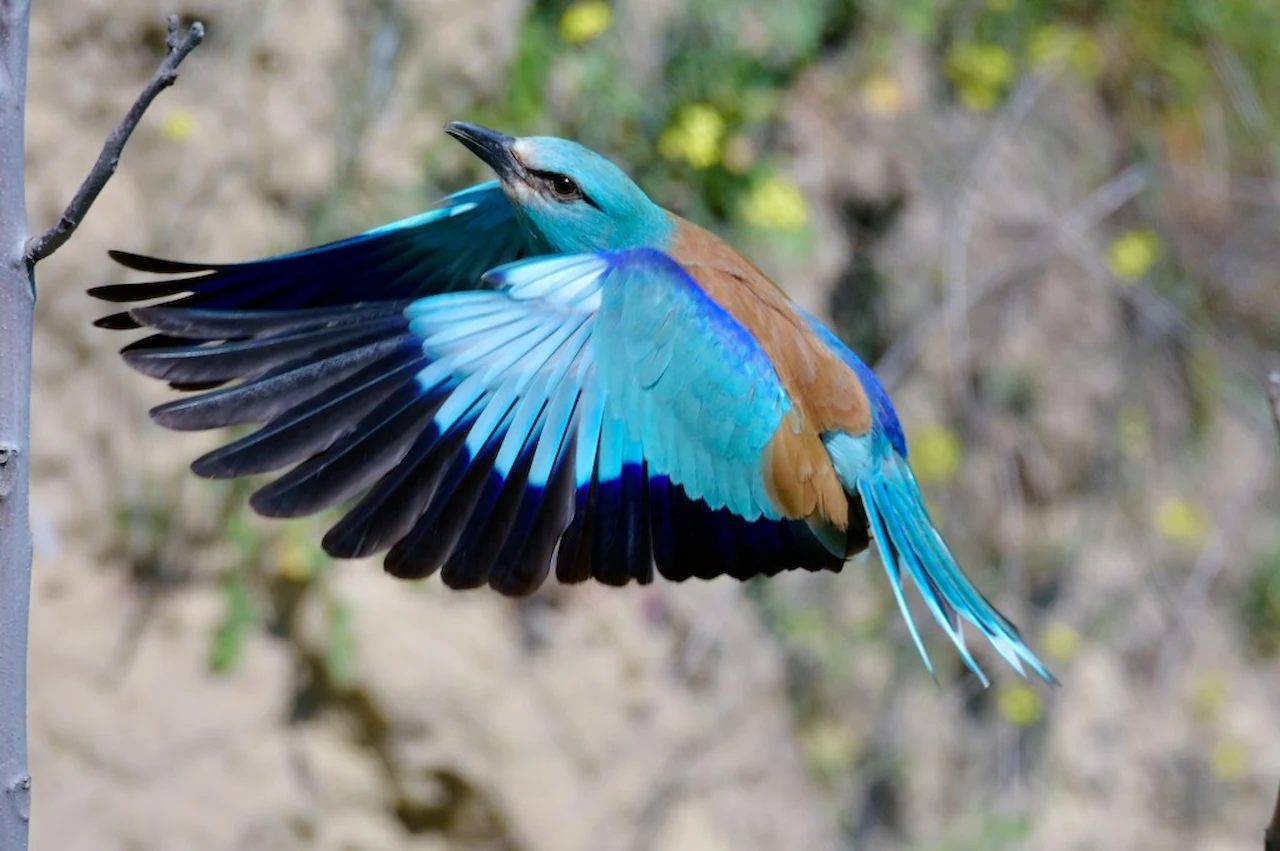 Reducir el declive de las aves agrarias dentro de la Arquitectura Verde de la PAC. Carraca europea / Foto: SEO/BirdLife