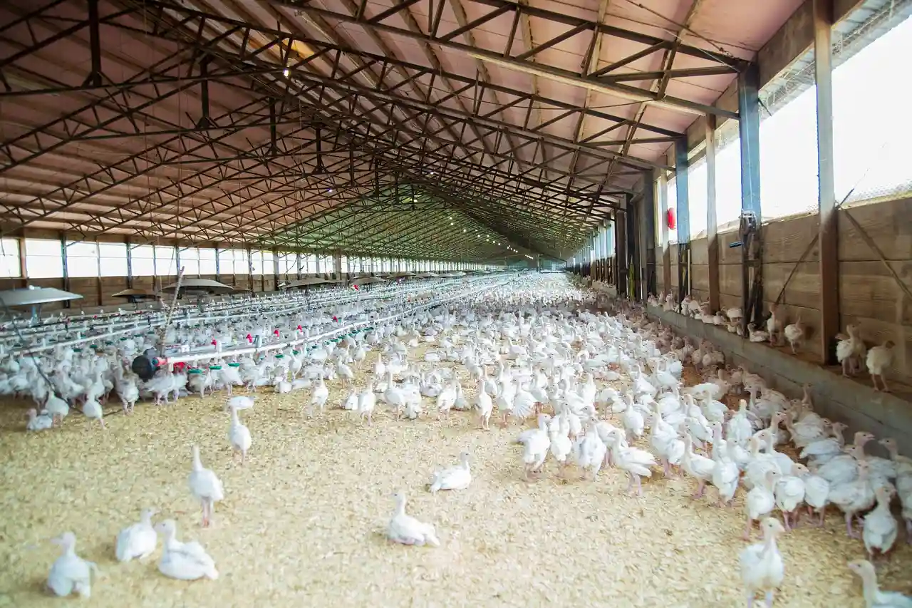 Reforzar la bioseguridad en las explotaciones avícolas frente al riesgo alto de gripe aviar en España / Foto: PB