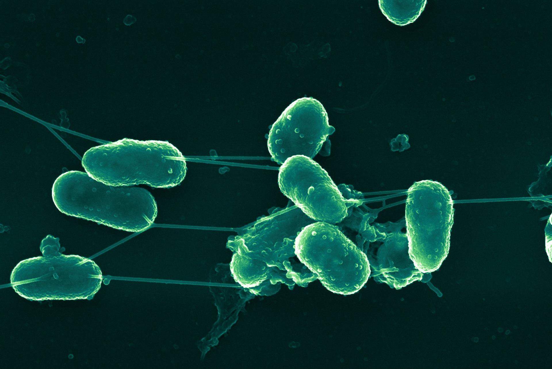 'La vida social de las bacterias' / Imagen: CSIC