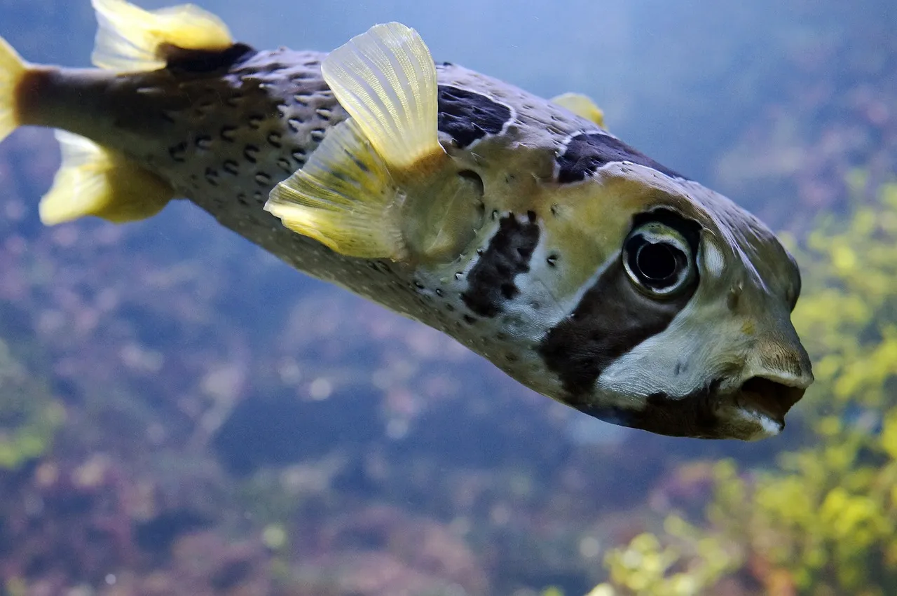 El pez globo, famoso por inflarse, es un animal marino fascinante y reconocible / Foto: PB