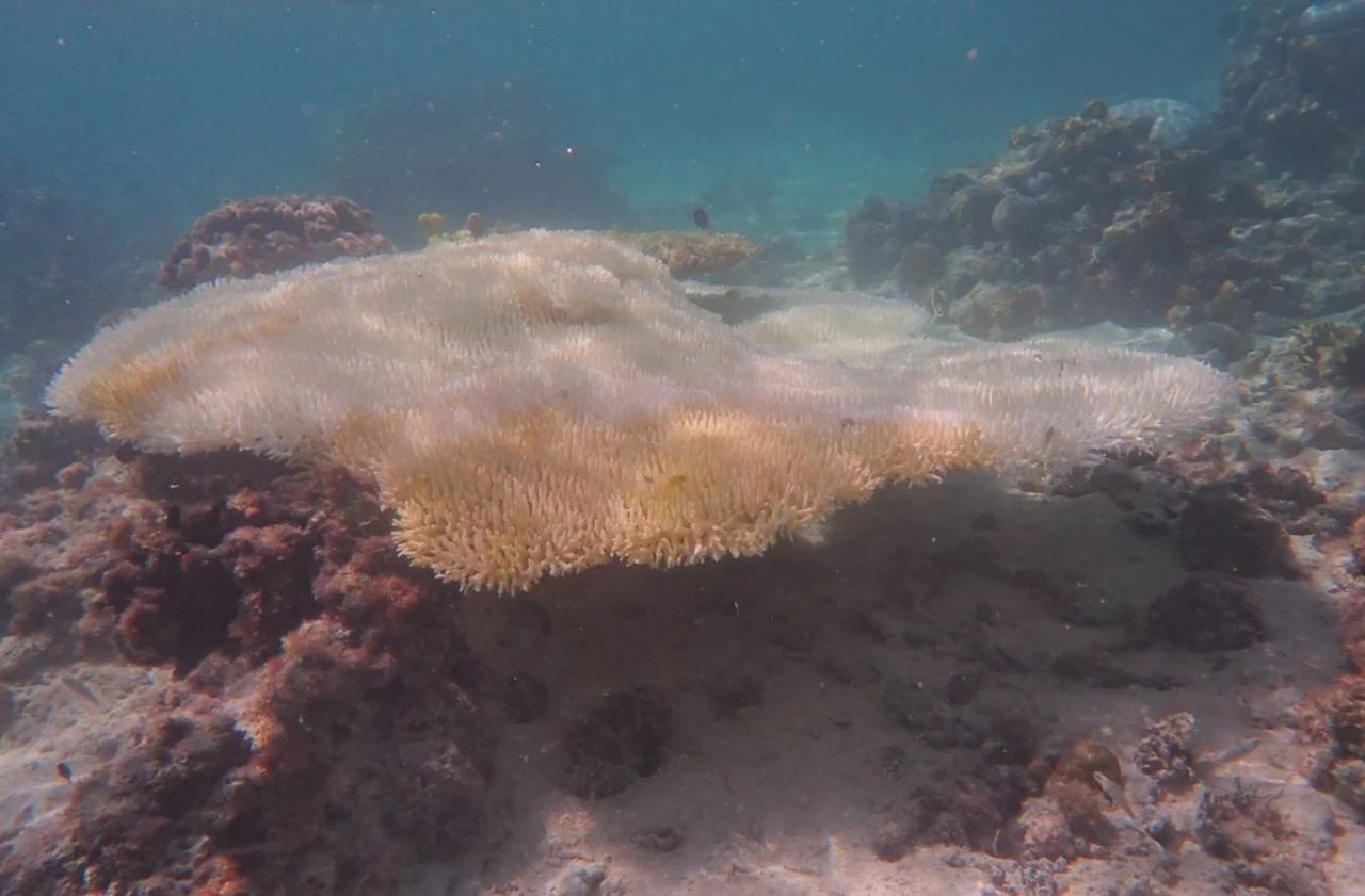 Coral de mesa Acropora blanqueado al sur de la Gran Barrera de Coral / Foto: Universidad de Sydney