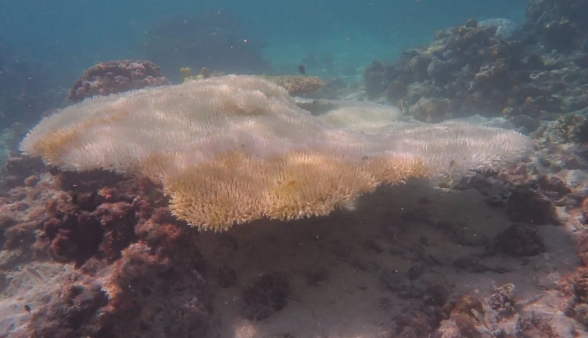 El deterioro en la Gran Barrera de Coral alcanza nivel catastrófico – EcoAvant.com